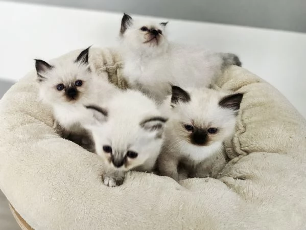 Cuccioli Sacro di Birmania disponibili  | Foto 1