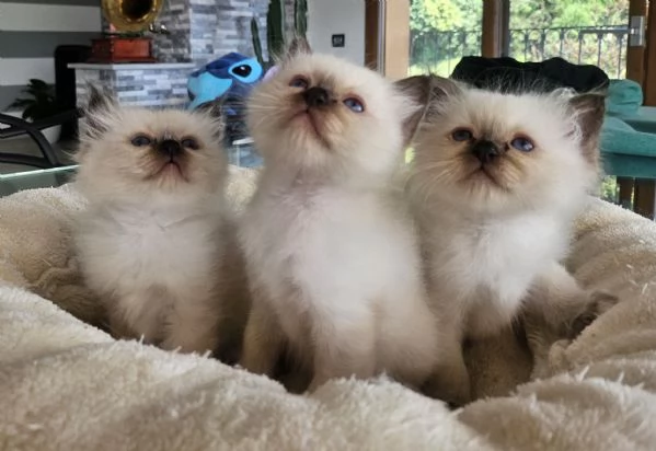 Cuccioli Sacro di Birmania disponibili  | Foto 0
