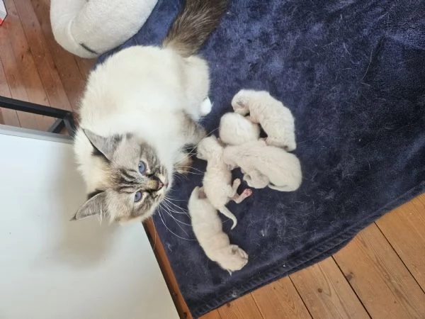 Cuccioli Sacro di Birmania 