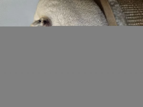 Cuccioli Sacro di Birmania  | Foto 4
