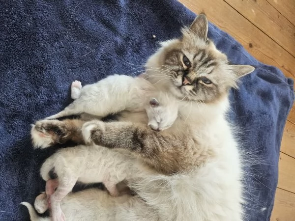 Cuccioli Sacro di Birmania  | Foto 3