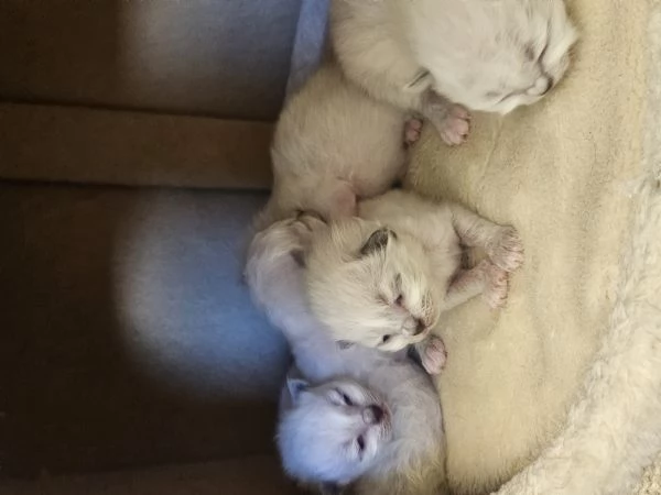 Cuccioli Sacro di Birmania  | Foto 2