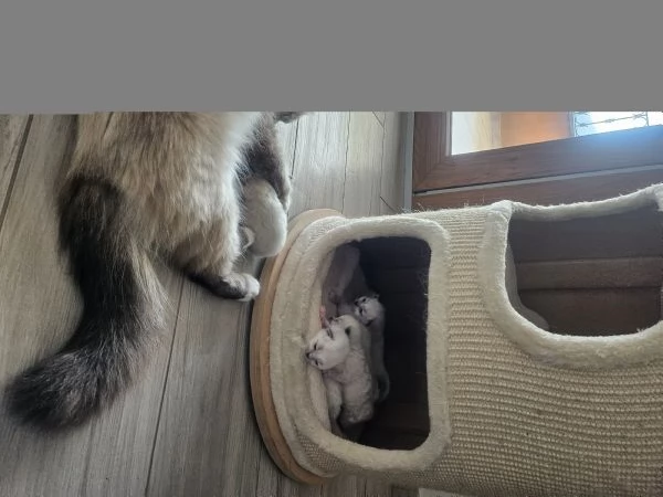 Cuccioli Sacro di Birmania  | Foto 1