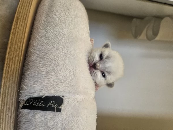 Cuccioli Sacro di Birmania  | Foto 0