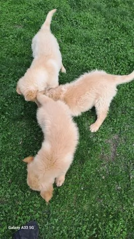 Golden Retriever alta genealogia per adozione | Foto 1