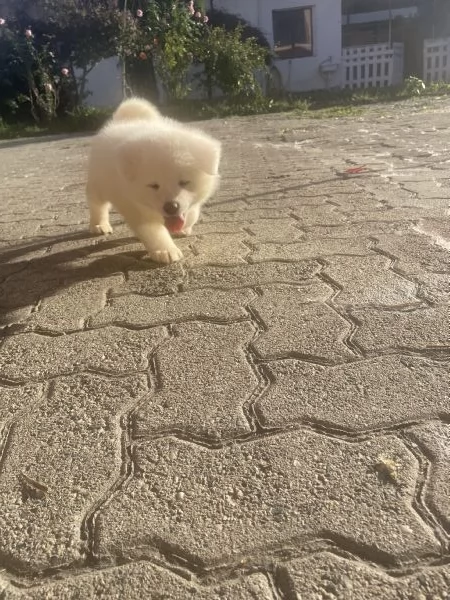 Cuccioli di akita inu con pedigree  | Foto 4