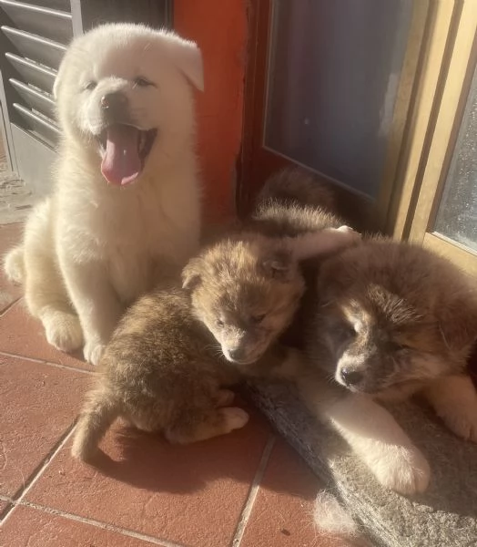 Cuccioli di akita inu con pedigree  | Foto 3