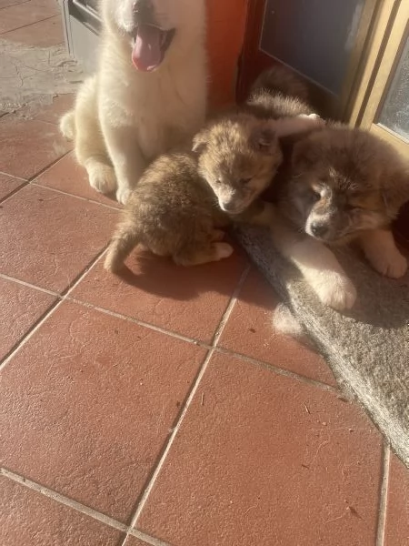 Cuccioli di akita inu con pedigree  | Foto 0