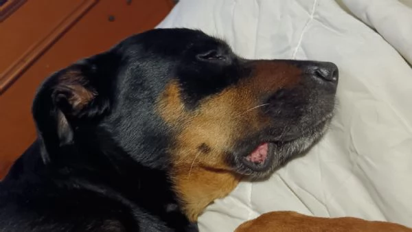 Cucciolo di 8 mesi | Foto 1