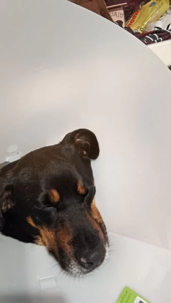 Cucciolo di 8 mesi