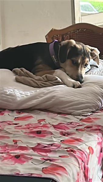 Cucciolo di 8 mesi