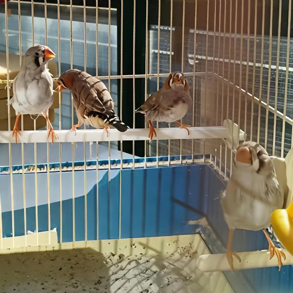 Diamanti mandarino