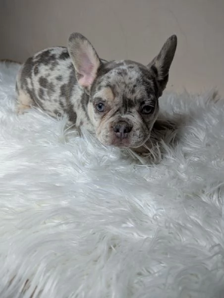 Bulldog francese cuccioli | Foto 4