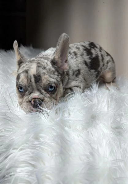 Bulldog francese cuccioli | Foto 3