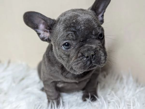 Bulldog francese cuccioli | Foto 1