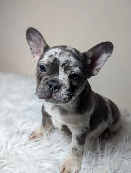 Bulldog francese cuccioli