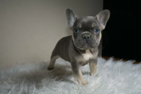Bulldog francese cuccioli | Foto 3