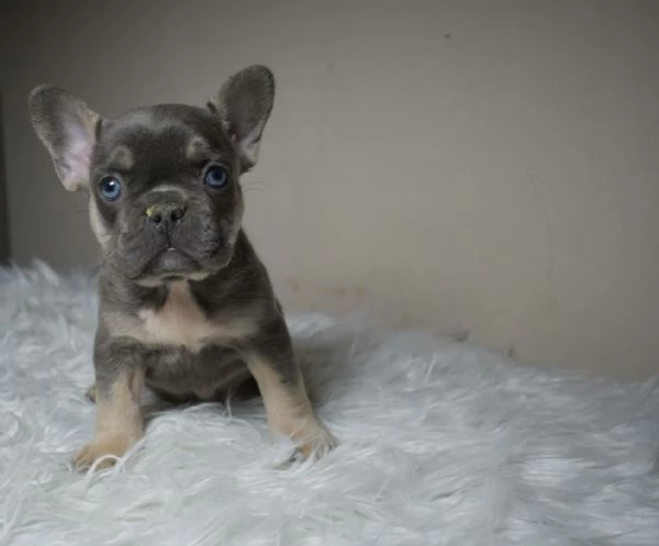 Bulldog francese cuccioli | Foto 2