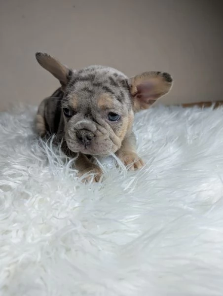 Bulldog francese cuccioli | Foto 1