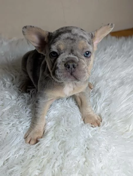 Bulldog francese cuccioli | Foto 0