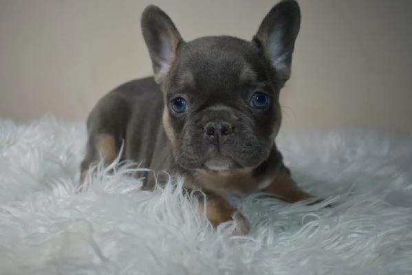 Bulldog francese cuccioli