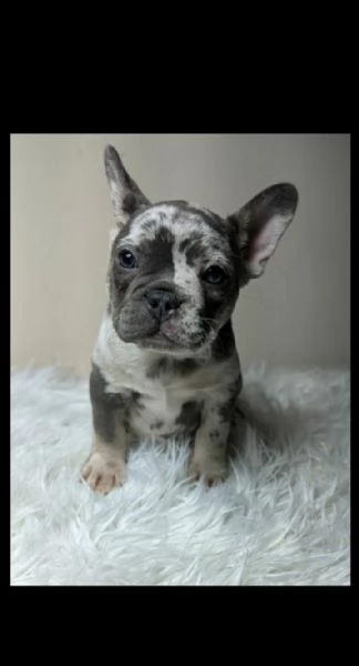 Bulldog francese cuccioli | Foto 2