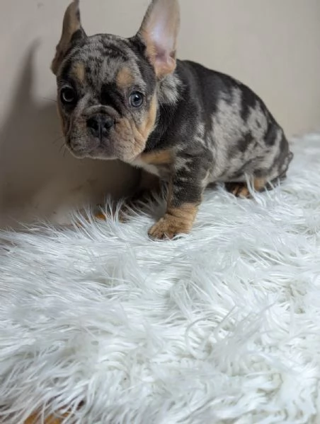 Bulldog francese cuccioli | Foto 0