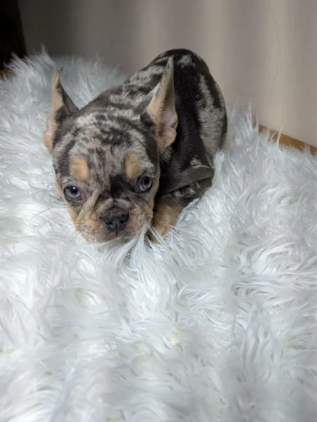 Bulldog francese cuccioli