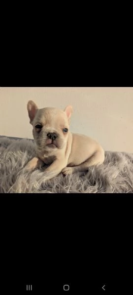Bulldog francese cuccioli | Foto 4