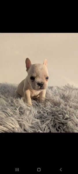 Bulldog francese cuccioli | Foto 3