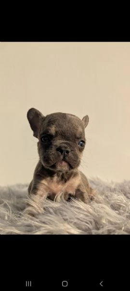 Bulldog francese cuccioli