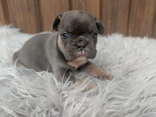 Bulldog francese cuccioli | Foto 0