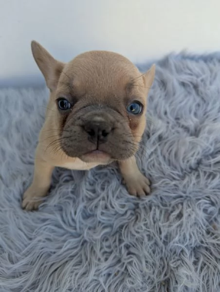 Bulldog francese cuccioli | Foto 3