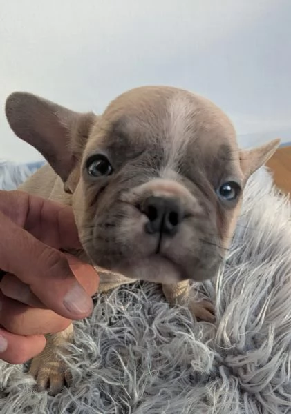 Bulldog francese cuccioli
