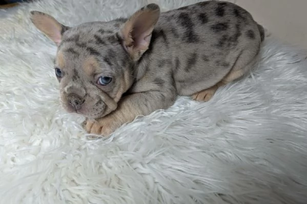 Bulldog francese cuccioli | Foto 3