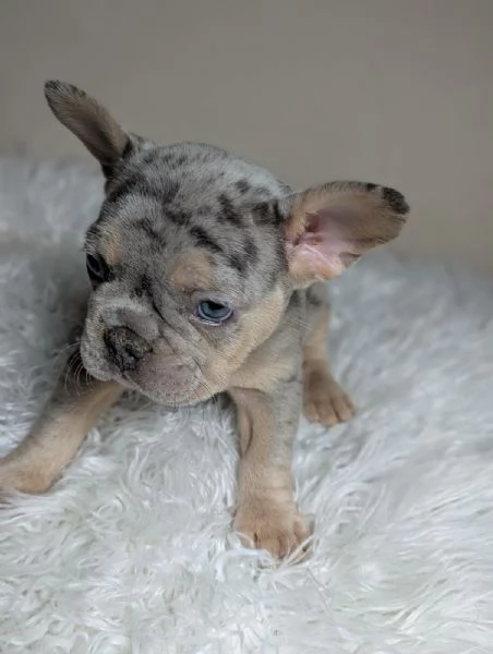 Bulldog francese cuccioli | Foto 2