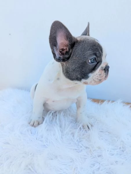 Bulldog francese cuccioli | Foto 0