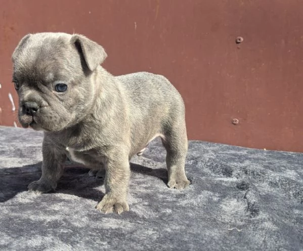 Bulldog francesi cuccioli | Foto 4