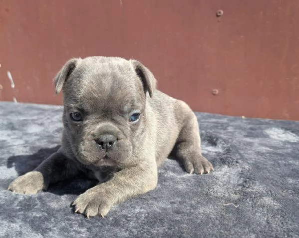 Bulldog francesi cuccioli | Foto 3