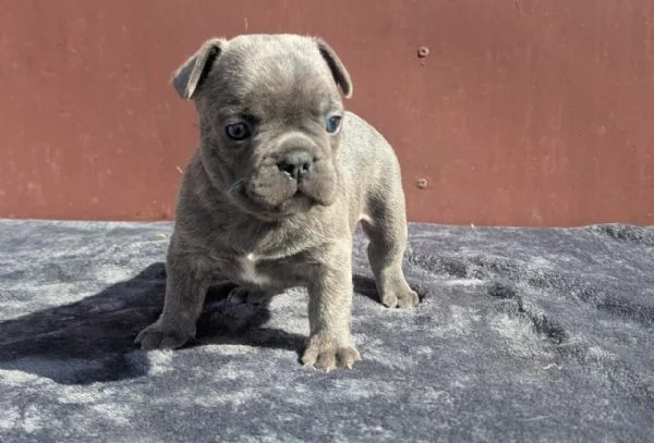 Bulldog francesi cuccioli | Foto 1