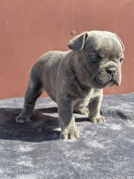 Bulldog francesi cuccioli