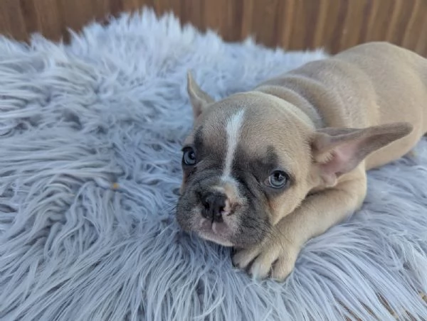 Bulldog francesi cuccioli esotici | Foto 0