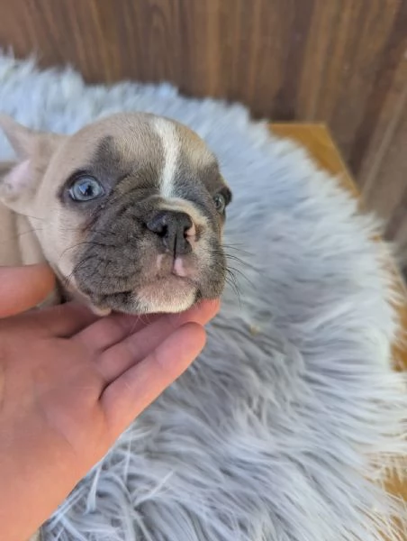 Bulldog francesi cuccioli esotici