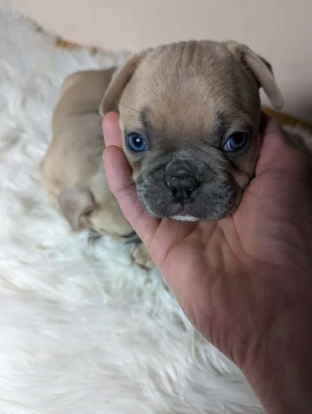 Bulldog francesi merle tan | Foto 3