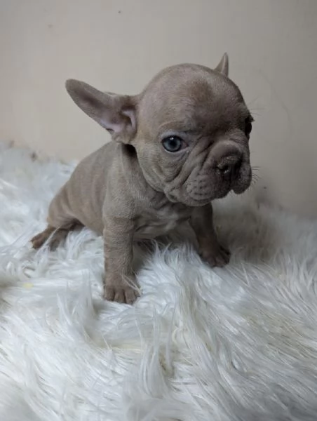 Bulldog francesi merle tan | Foto 2