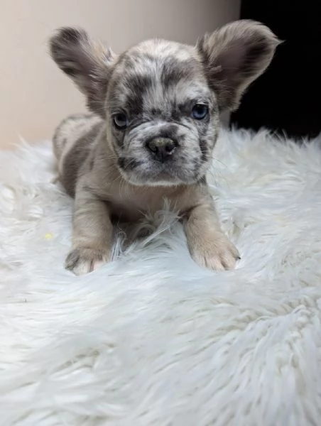 Bulldog francesi merle tan | Foto 1