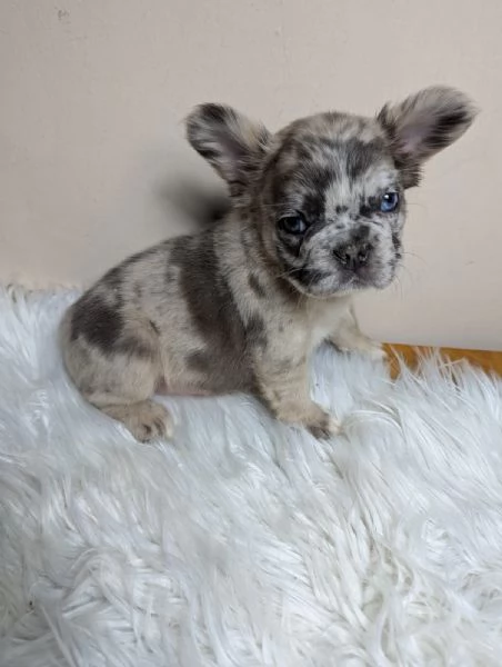 Bulldog francesi merle tan