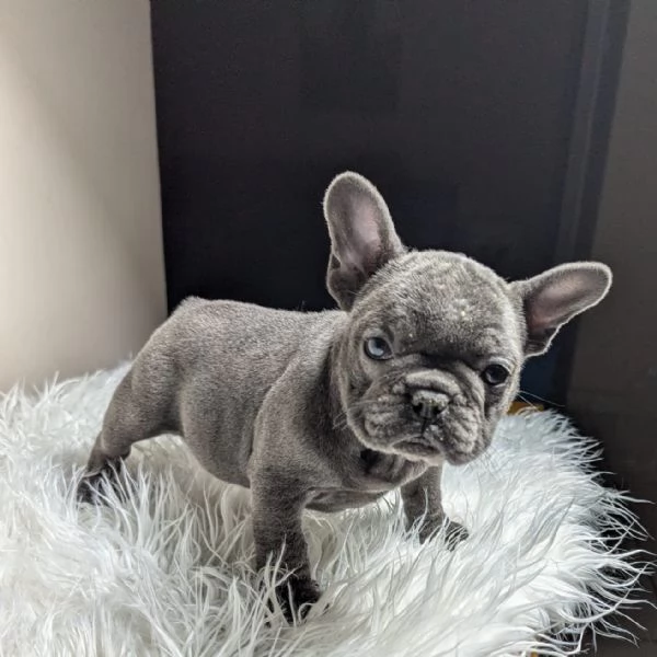 Bulldog francesi merle tan | Foto 0