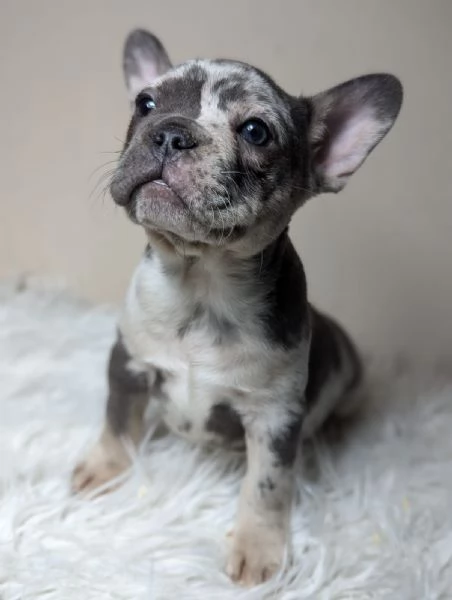 Bulldog francesi merle tan | Foto 3