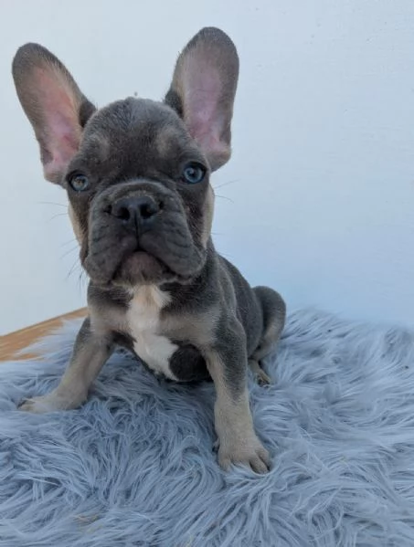 Bulldog francesi merle tan | Foto 3